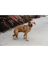 jade-uma-caramelo-de-3-patas-e-um-coracao-enorme-small-4