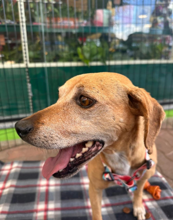 jade-uma-caramelo-de-3-patas-e-um-coracao-enorme-adocao-doacao-cachorro-gato-2