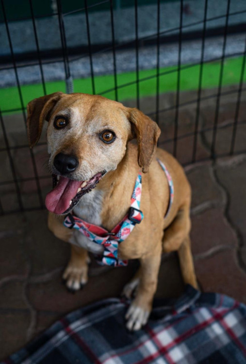 jade-uma-caramelo-de-3-patas-e-um-coracao-enorme-adocao-doacao-cachorro-gato-0