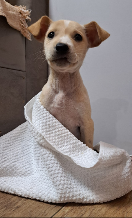 antonia-adocao-doacao-cachorro-gato-3