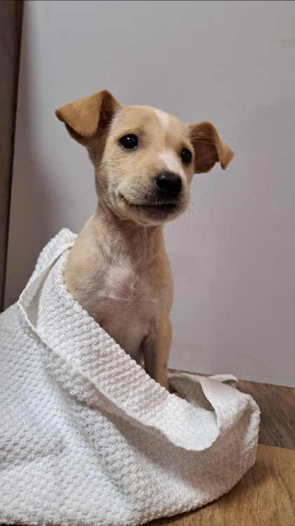 antonia-adocao-doacao-cachorro-gato-2