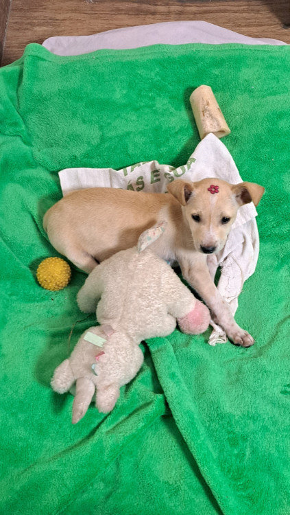antonia-adocao-doacao-cachorro-gato-0