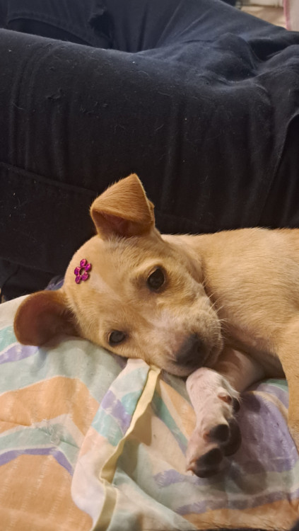 antonia-adocao-doacao-cachorro-gato-1