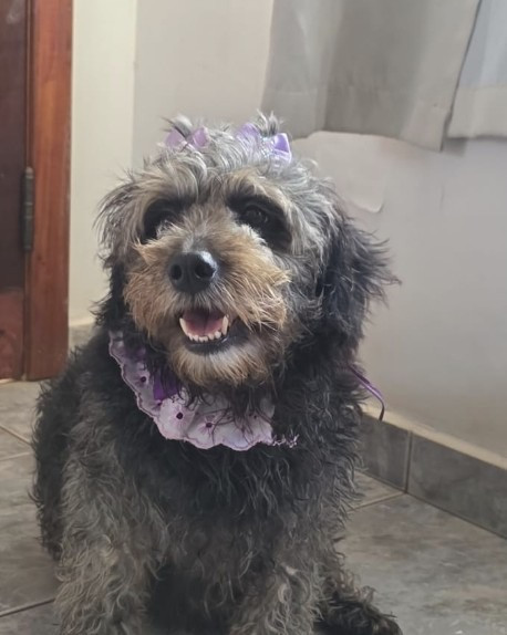duas-amigas-inseparaveis-precisam-de-um-novo-lar-adocao-doacao-cachorro-gato-1