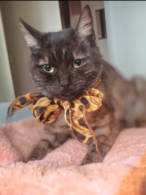 adote-a-sara-adocao-doacao-cachorro-gato-0