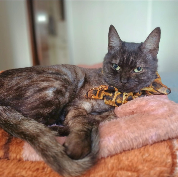 adote-a-sara-adocao-doacao-cachorro-gato-2