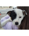 adote-paulo-small-2