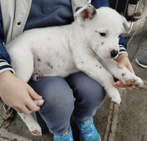 adote-pedro-adocao-doacao-cachorro-gato-3
