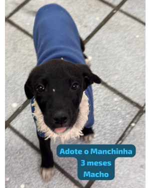 FILHOTE MANCHINHA