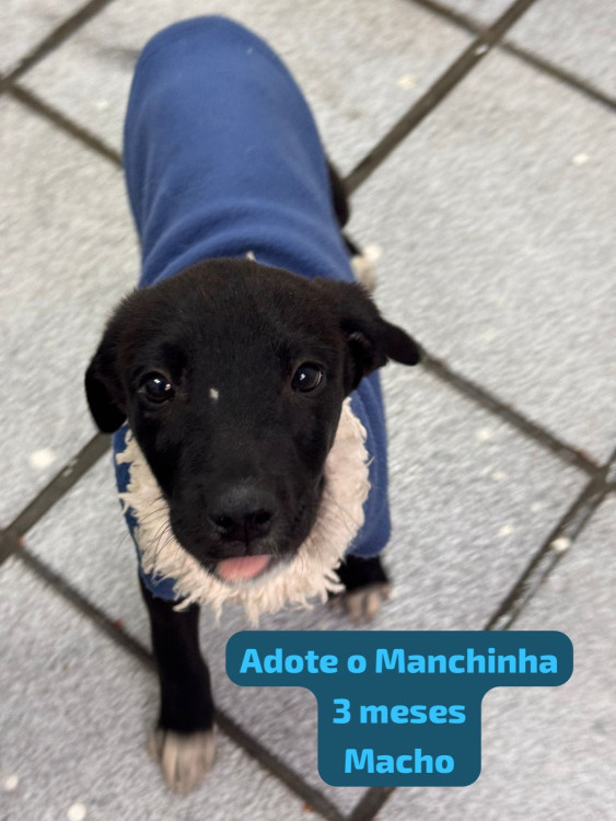 filhote-manchinha-adocao-doacao-cachorro-gato-0
