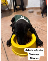 adote-o-pretinho-small-0