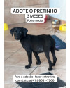 adote-o-pretinho-small-1