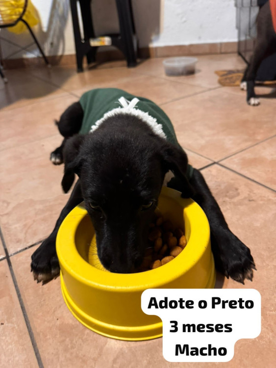 adote-o-pretinho-adocao-doacao-cachorro-gato-0