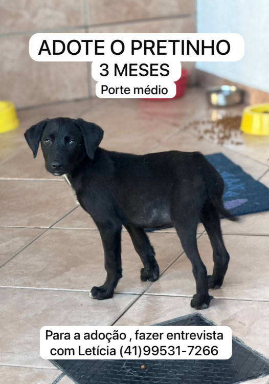 adote-o-pretinho-adocao-doacao-cachorro-gato-1