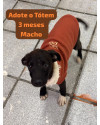 adote-o-totem-small-0
