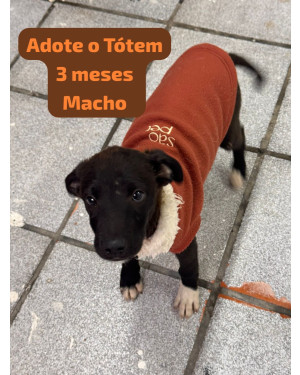 ADOTE O TOTEM
