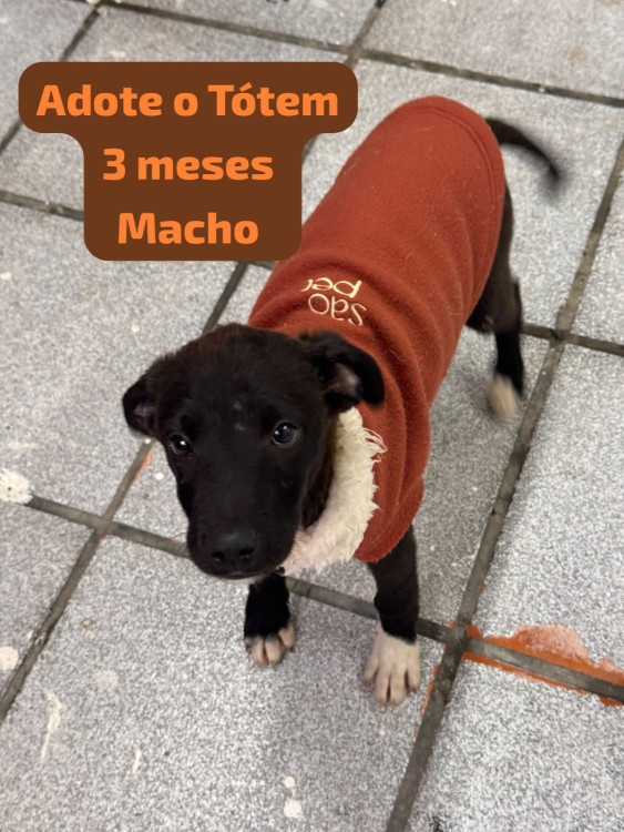 adote-o-totem-adocao-doacao-cachorro-gato-0