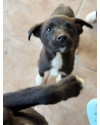 adote-o-koda-small-2