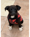 adote-o-koda-small-0