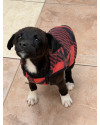 adote-o-koda-small-1