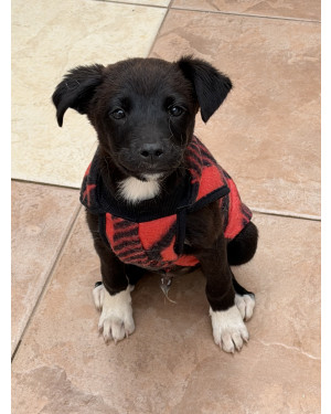 ADOTE O KODA