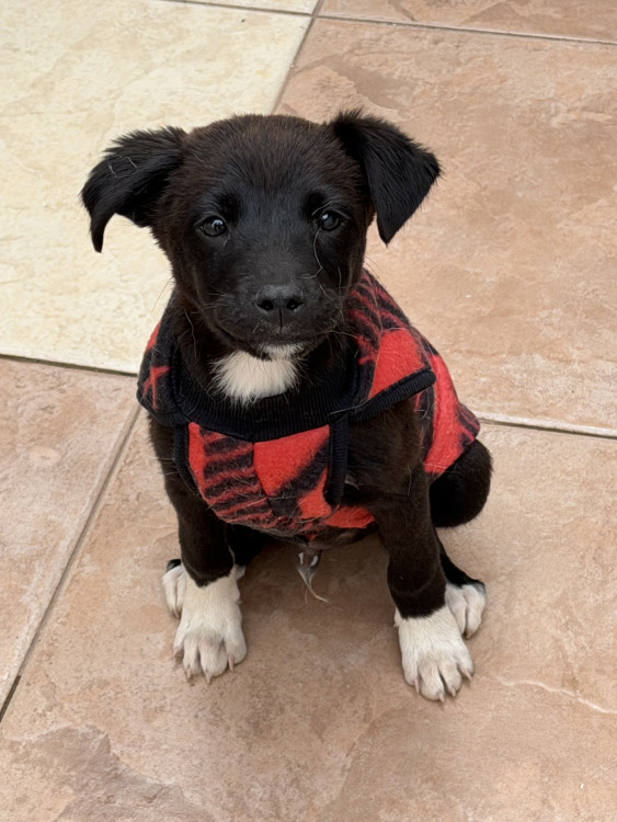 adote-o-koda-adocao-doacao-cachorro-gato-0