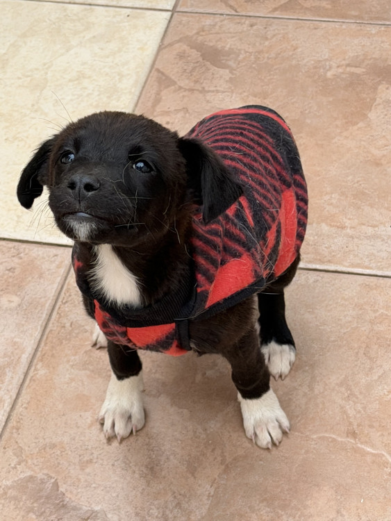 adote-o-koda-adocao-doacao-cachorro-gato-1