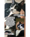 me-ajude-a-encontrar-o-meu-gato-tonho-small-0