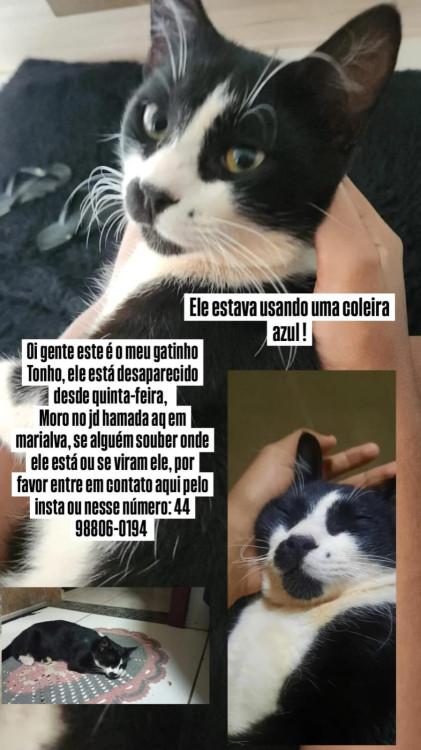 me-ajude-a-encontrar-o-meu-gato-tonho-adocao-doacao-cachorro-gato-0