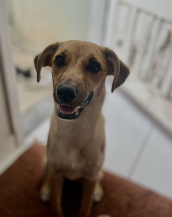 doacao-responsavel-lunna-adocao-doacao-cachorro-gato-0