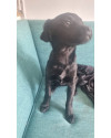 cadela-filhote-para-adocao-03-meses-de-vida-small-1