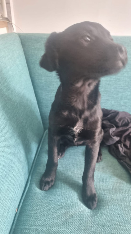 cadela-filhote-para-adocao-03-meses-de-vida-adocao-doacao-cachorro-gato-1