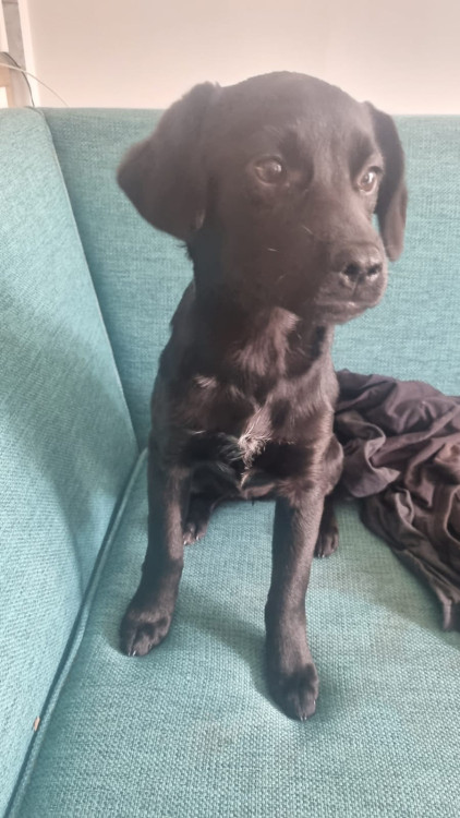cadela-filhote-para-adocao-03-meses-de-vida-adocao-doacao-cachorro-gato-0