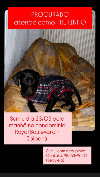 procura-se-adocao-doacao-cachorro-gato-0