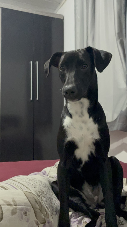 doacao-urgente-adocao-doacao-cachorro-gato-0