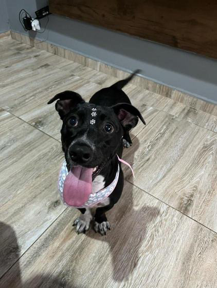doacao-urgente-adocao-doacao-cachorro-gato-0