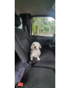 adote-o-joao-maltes-small-1