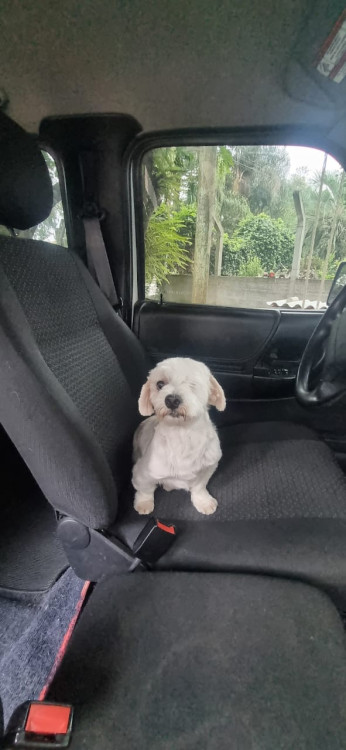 adote-o-joao-maltes-adocao-doacao-cachorro-gato-1