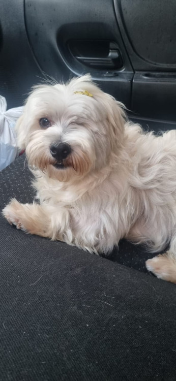 adote-o-joao-maltes-adocao-doacao-cachorro-gato-0