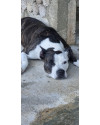 safira-pit-bull-small-0