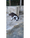 safira-pit-bull-small-1