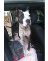 safira-pit-bull-small-2