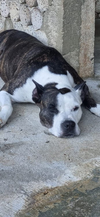 safira-pit-bull-adocao-doacao-cachorro-gato-0