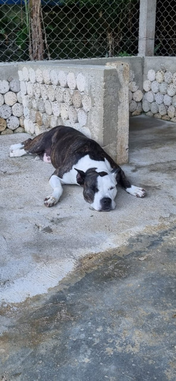 safira-pit-bull-adocao-doacao-cachorro-gato-1