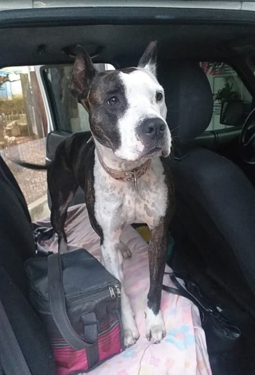 safira-pit-bull-adocao-doacao-cachorro-gato-2