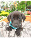 pele-small-2
