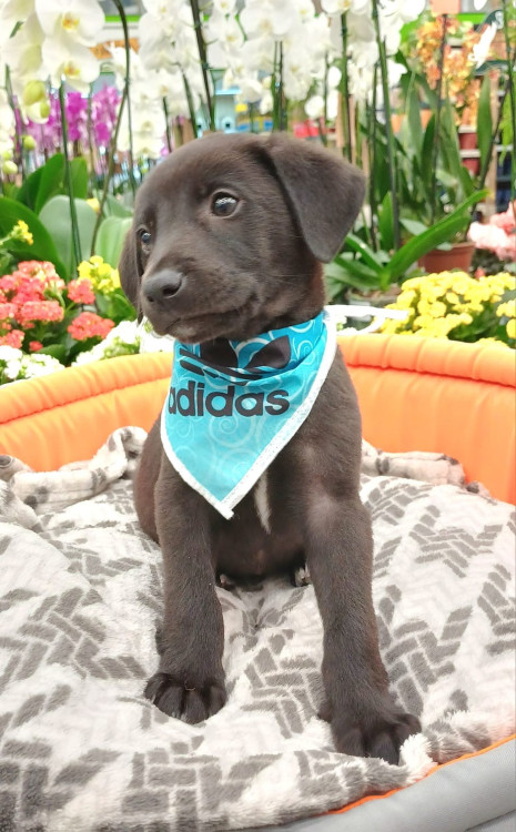 pele-adocao-doacao-cachorro-gato-1