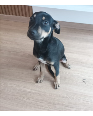 Cachorrinha procurando um lar