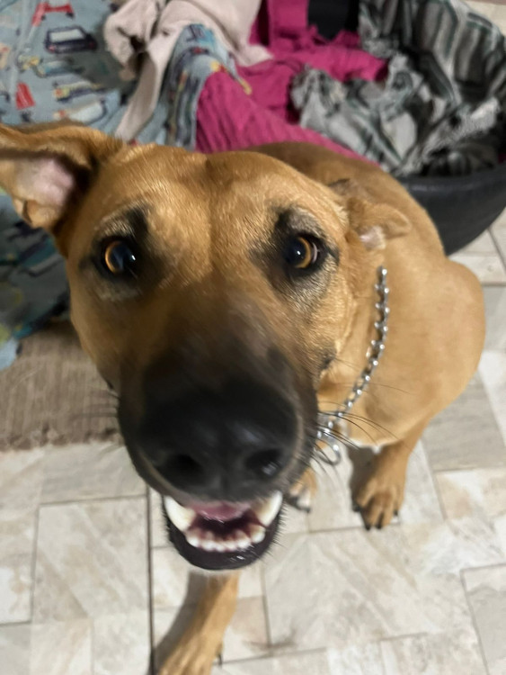 beatriz-quer-um-lar-adocao-doacao-cachorro-gato-0