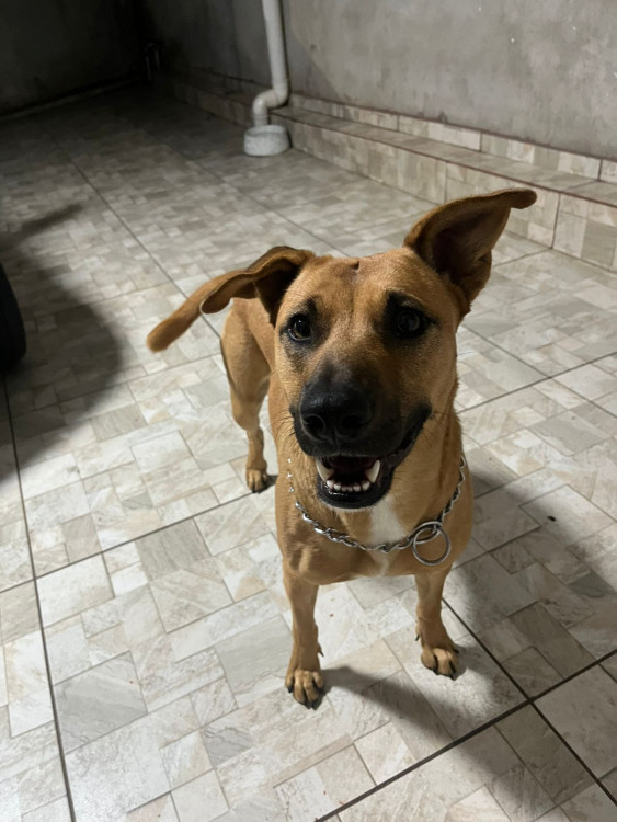 beatriz-quer-um-lar-adocao-doacao-cachorro-gato-2